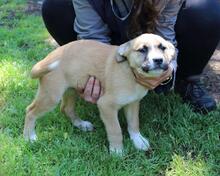 IDALINA, Hund, Mischlingshund in Italien - Bild 1