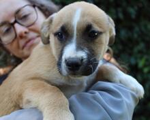 IDALINA, Hund, Mischlingshund in Italien - Bild 2