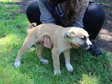 IDALINA, Hund, Mischlingshund in Italien - Bild 3