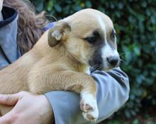 IDALINA, Hund, Mischlingshund in Italien - Bild 4