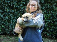 IDALINA, Hund, Mischlingshund in Italien - Bild 5