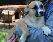 IDALINA, Hund, Mischlingshund in Italien - Bild 6