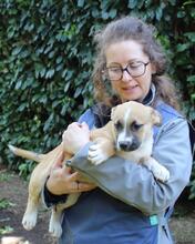 IDALINA, Hund, Mischlingshund in Italien - Bild 8