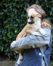 IDALINA, Hund, Mischlingshund in Italien - Bild 9