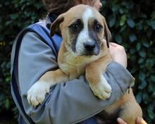 ISIDEA, Hund, Mischlingshund in Italien - Bild 10