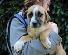 ISIDEA, Hund, Mischlingshund in Italien - Bild 11