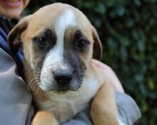 ISIDEA, Hund, Mischlingshund in Italien - Bild 12