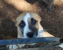 ISIDEA, Hund, Mischlingshund in Italien - Bild 13