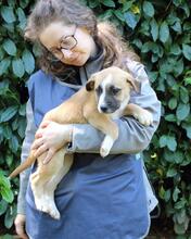 ISIDEA, Hund, Mischlingshund in Italien - Bild 2