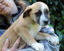 ISIDEA, Hund, Mischlingshund in Italien - Bild 3