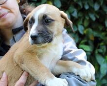 ISIDEA, Hund, Mischlingshund in Italien - Bild 4
