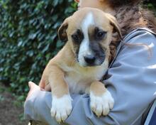 ISIDEA, Hund, Mischlingshund in Italien - Bild 5