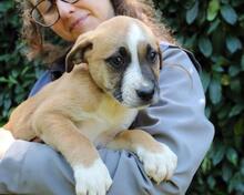 ISIDEA, Hund, Mischlingshund in Italien - Bild 6