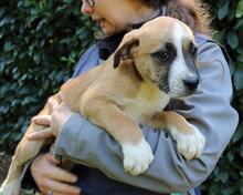 ISIDEA, Hund, Mischlingshund in Italien - Bild 7
