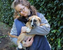 ISIDEA, Hund, Mischlingshund in Italien - Bild 8