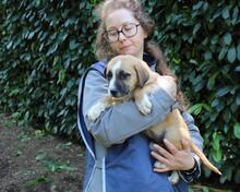 ISIDEA, Hund, Mischlingshund in Italien - Bild 9