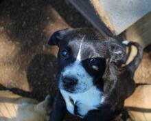 IZADELLE, Hund, Mischlingshund in Italien - Bild 1
