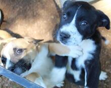IZADELLE, Hund, Mischlingshund in Italien - Bild 10