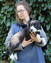 IZADELLE, Hund, Mischlingshund in Italien - Bild 11