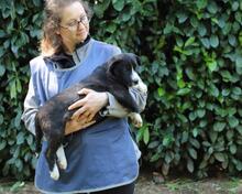 IZADELLE, Hund, Mischlingshund in Italien - Bild 4