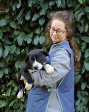 IZADELLE, Hund, Mischlingshund in Italien - Bild 6