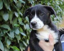 IZADELLE, Hund, Mischlingshund in Italien - Bild 7