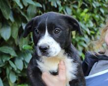 IZADELLE, Hund, Mischlingshund in Italien - Bild 8