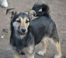 DEBBY, Hund, Terrier-Mix in Frankfurt
