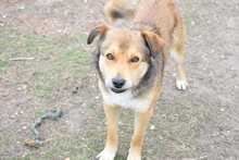 RUSTY, Hund, Deutscher Schäferhund-Mix in Hildesheim