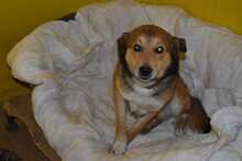 RUSTY, Hund, Deutscher Schäferhund-Mix in Hildesheim - Bild 11