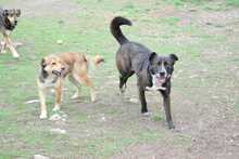 RUSTY, Hund, Deutscher Schäferhund-Mix in Hildesheim - Bild 12