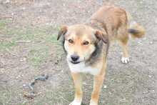 RUSTY, Hund, Deutscher Schäferhund-Mix in Hildesheim - Bild 13