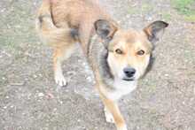 RUSTY, Hund, Deutscher Schäferhund-Mix in Hildesheim - Bild 2