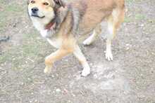 RUSTY, Hund, Deutscher Schäferhund-Mix in Hildesheim - Bild 3