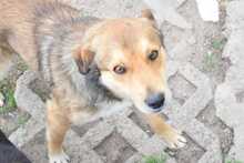 RUSTY, Hund, Deutscher Schäferhund-Mix in Hildesheim - Bild 4