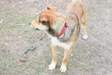 RUSTY, Hund, Deutscher Schäferhund-Mix in Hildesheim - Bild 5