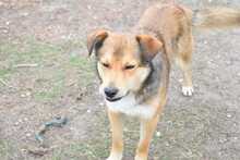 RUSTY, Hund, Deutscher Schäferhund-Mix in Hildesheim - Bild 6