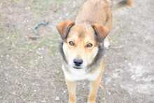 RUSTY, Hund, Deutscher Schäferhund-Mix in Hildesheim - Bild 7