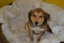 RUSTY, Hund, Deutscher Schäferhund-Mix in Hildesheim - Bild 8