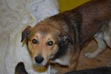 RUSTY, Hund, Deutscher Schäferhund-Mix in Hildesheim - Bild 9