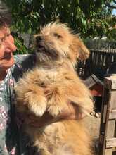 OCHISOR, Hund, Mischlingshund in Rumänien - Bild 5