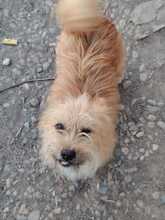 OCHISOR, Hund, Mischlingshund in Rumänien - Bild 7