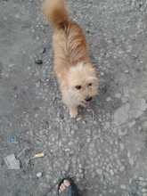 OCHISOR, Hund, Mischlingshund in Rumänien - Bild 9