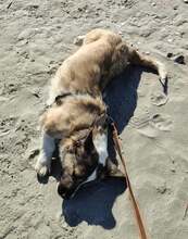 JAMIE, Hund, Mischlingshund in Rumänien - Bild 1