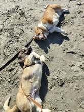 JAMIE, Hund, Mischlingshund in Rumänien - Bild 2