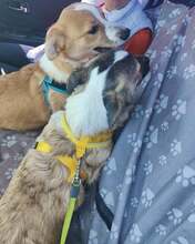 JAMIE, Hund, Mischlingshund in Rumänien - Bild 3