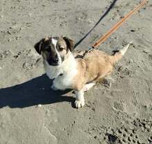 JAMIE, Hund, Mischlingshund in Rumänien - Bild 4