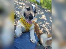 JAMIE, Hund, Mischlingshund in Rumänien - Bild 7