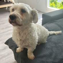 BOB, Hund, Mischlingshund in Lennestadt - Bild 1