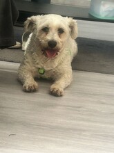 BOB, Hund, Mischlingshund in Lennestadt - Bild 10